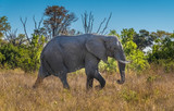 Fototapeta Sawanna - Elephant bull in musth, Moremi Game Reserve, Okavango Delta, Botswana