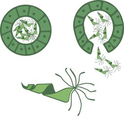 Schematic representation of fern antherium with male gametes (called antherozoids or sperm)