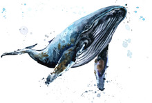 Whale. Humpback Whale Watercolor Illustration. Underwater Fauna