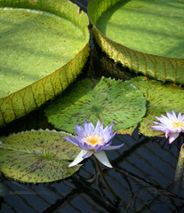 Wall Mural - Lilypads and Water Lillies