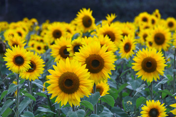 Poster - Sunflowers