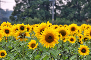 Poster - Sunflowers