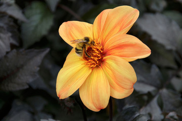 Wall Mural - Bee on a wild flower