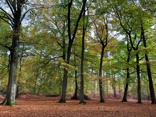 Poster - Autumn woodland scene