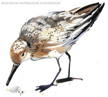 Watercolor Illustration With Sandpiper Sea Bird.