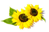 Fototapeta  - Sonnenblume Sonnenblumen isoliert freigestellt auf weißen Hintergrund, Freisteller

