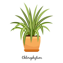 Wall Mural - clorofitum plant in pot icon