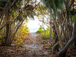 A sandy path passes through a tunnel of green and colorful tropical foliage and out to the turquoise waters of the ocean