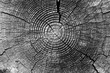 Old tree rings with cracks black and white close-up - macro