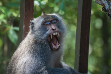 macaque