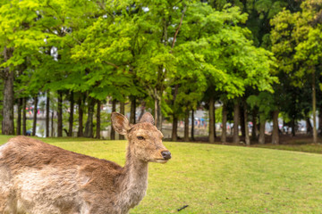 Wall Mural - Wild deer in Nara, Japan. Deer are the symbol of Nara's greatest tourist attraction. On background, Nara Park, a public park where over 1,200 wild sika are free and are considered a natural monument.