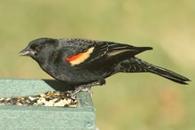 Male Red-winged Blackbird (Agelaius Phoeniceus)