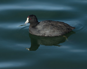 Wall Mural - American coot (Fulica americana).