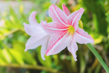 Wall Mural - close up pink flower in garden