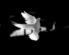 Homing Pigeon With Spread Wings Isolated On Black Background. White Dove Flying On Black Background Freedom Concept. Peace Bird Flying Freely.