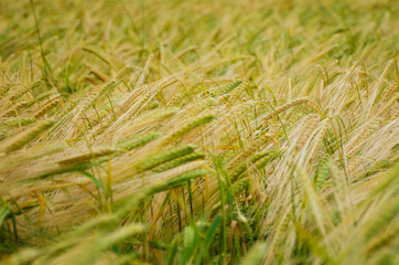 Field of green and golden rye in summer cloudy day. Agriculture harvest growth