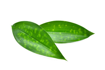 Wall Mural - close up of two green leaves isolated on white background