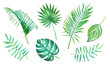 © Lyubov Tolstova - Watercolor collection of the tropical leaves isolated on white background. Hand drawn elements for floral tropical design.