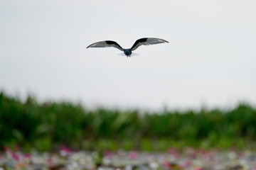 Wall Mural - Little tern in wetlands Thale Noi, one of the country's largest wetlands covering Phatthalung, Nakhon Si Thammarat and Songkhla ,South of THAILAND.