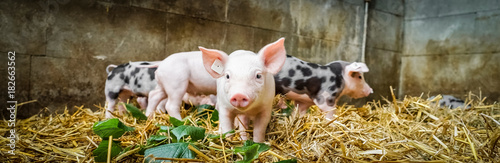 Fotografía Ferkel im Stall mit Stroheinstreu, Banner