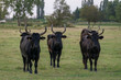 Black bulls of the camargue