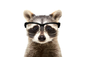 Wall Mural - portrait of a cute funny raccoon wearing glasses, isolated on a white background