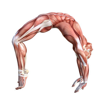 3D Rendering Male Anatomy Figure on White