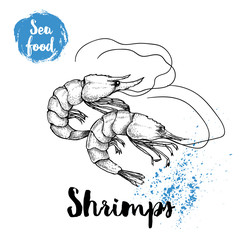 Wall Mural - Hand drawn sketch shrimps isolated on white background. Seafood symbols vector illustration. Prawns.