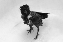 Young Black Feathered Wet Bird Crow Taking A Bath And Looking The Camera Animal Pet Background Wallpaper