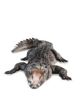 Freshwater Crocodile Isolated With Clipping Path.