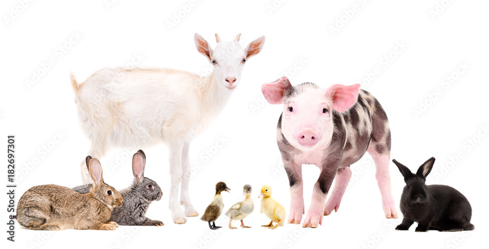 Group of cute farm animals together, isolated on white background
