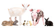 © sonsedskaya - Group of cute farm animals together, isolated on white background