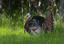 Eastern Wild Tom Turkey (Meleagris Gallopavo) Strutting With Tail Feathers In Fan Through A Grassy Meadow In Canada	