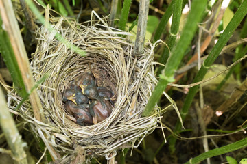 Acrocephalus palustris. The nest of the Marsh Warbler in nature.