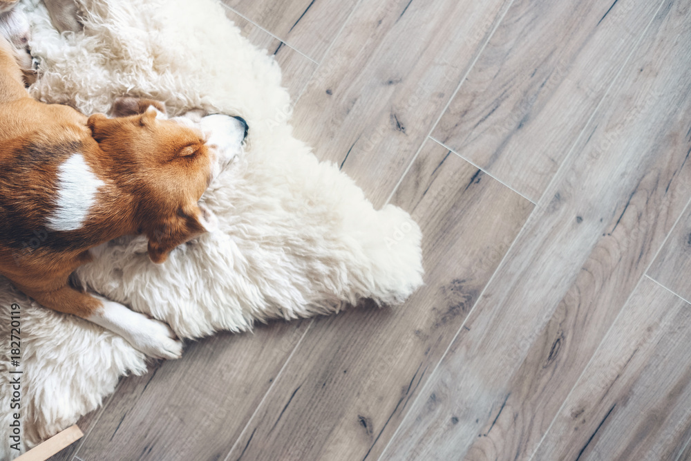 Beagle dog sleeps on sheepskin - obrazy, fototapety, plakaty 