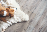 Fototapeta  - Beagle dog sleeps on sheepskin