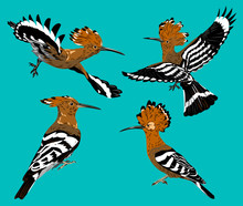 Picture Of The Bird Hoopoe