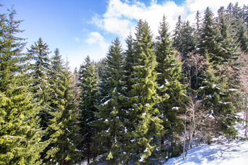 Snow covered forest