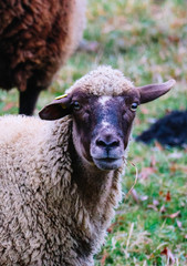 Sheep grazing on a green grass, head closeup. Sheep head portraiture on a grass field, macro view.