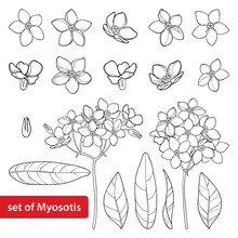 Vector Set With Outline Forget Me Not Or Myosotis Flower, Bud, Leaves And Bunch In Black Isolated On White Background. Wild Plant Forget Me Not In Contour Style For Spring Design And Coloring Book.