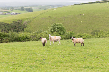 Poster - Idillic landscape with sheep, lambs, ram on a perfect juicy green grass fields and hills near ocean, Cornwall, England, UK