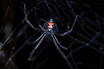 Black Widow in Web