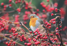 European Robin Sits On A Hawthorn Bush Wit A Red Berries And Rain Drops On Them