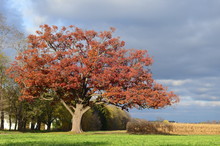 Large Old Red Oak Tree Along A Winding Drive On A Farm In Autumn