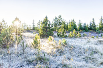 Wall Mural - Frost winter landscape with pine trees and morning sun sunlight in Dolly Sods, West Virginia and ice covered plants, sunburst flare