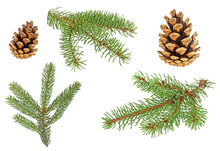 Set Of Fir Branches And Pine Cones On A White Background