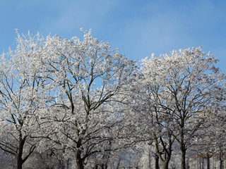 Bare branches of the trees covered with frost