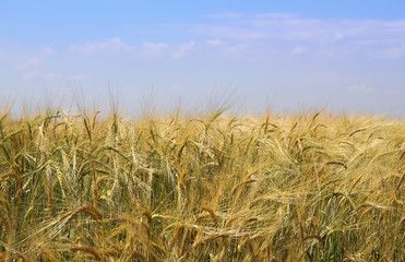 wheat field against a bright blue sky