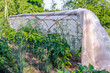 © gluuker - homemade summer greenhouse in the vegetable garden