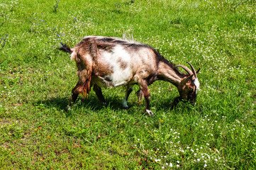 A dairy goat with black white and red hair is eating grass, grazing on pasture on a summer day.